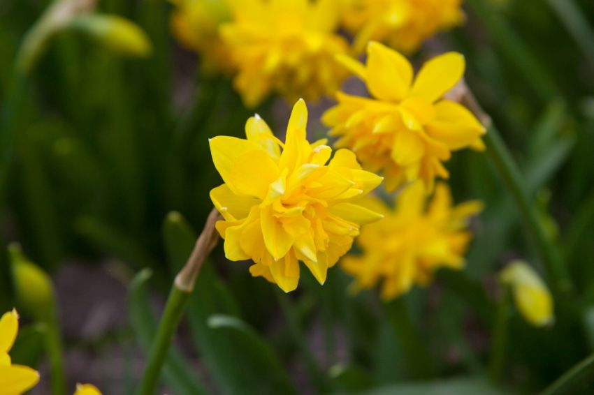 Narcissus 'Tête Bouclé' - Narzisse