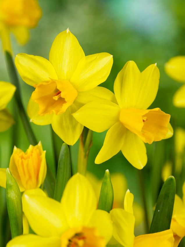 Narcissus 'Tete A Tete' - Narzisse