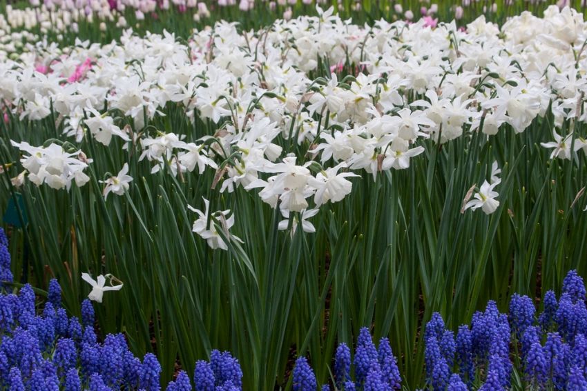 Narcissus 'Thalia' - Narzisse