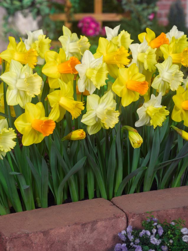 Narcissus 'Grossblütige Mischung' - Narzisse