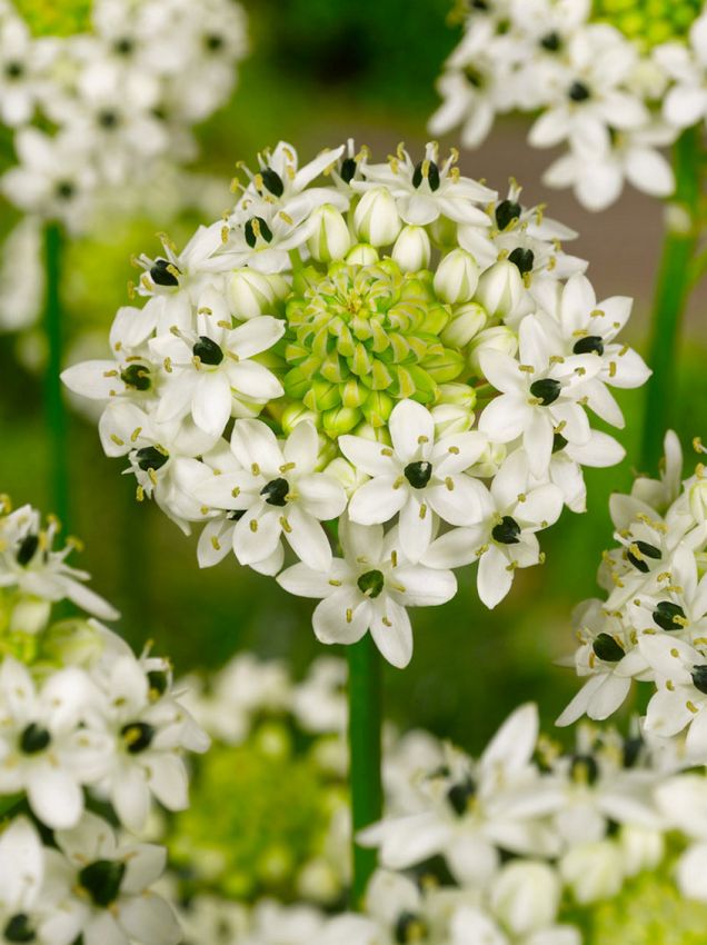 Milchstern Ornithogalum saundersiae