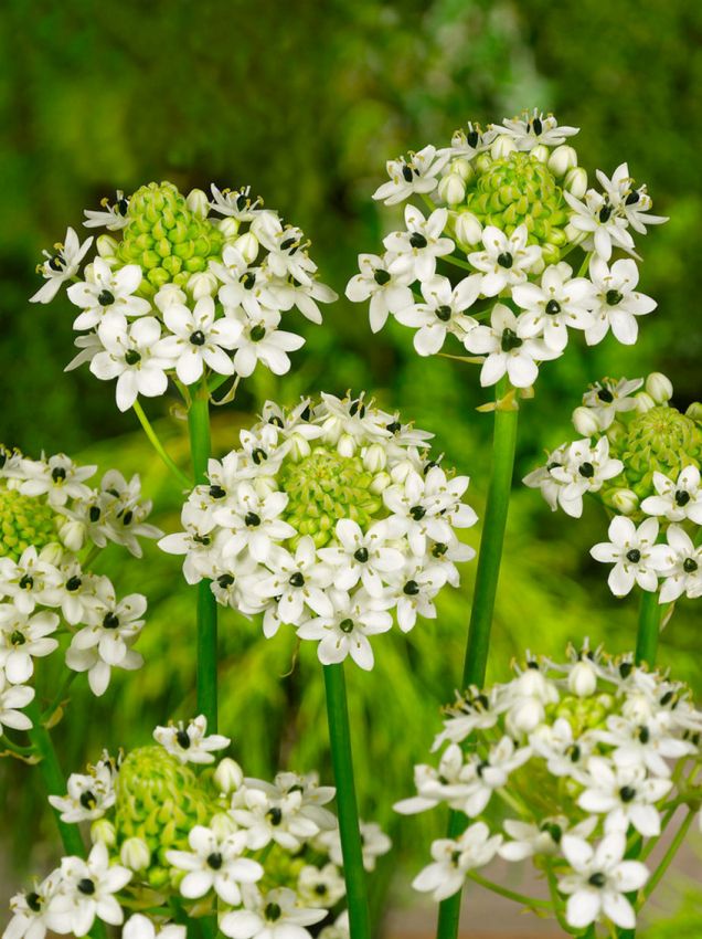 Ornithogalum 'Saundersiae' - Milchstern