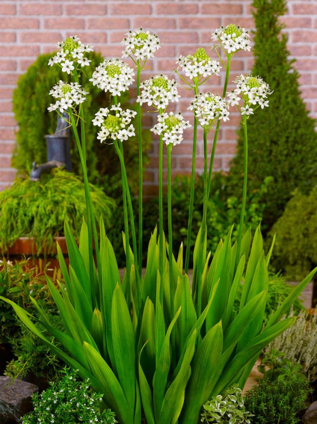 Ornithogalum 'Saundersiae' - Milchstern