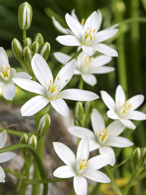Milchstern Ornithogalum umbellatum