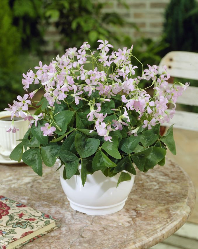 Sauerklee Oxalis fanny triangularis