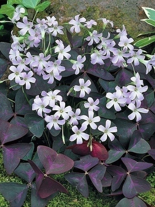 Sauerklee Oxalis triangularis