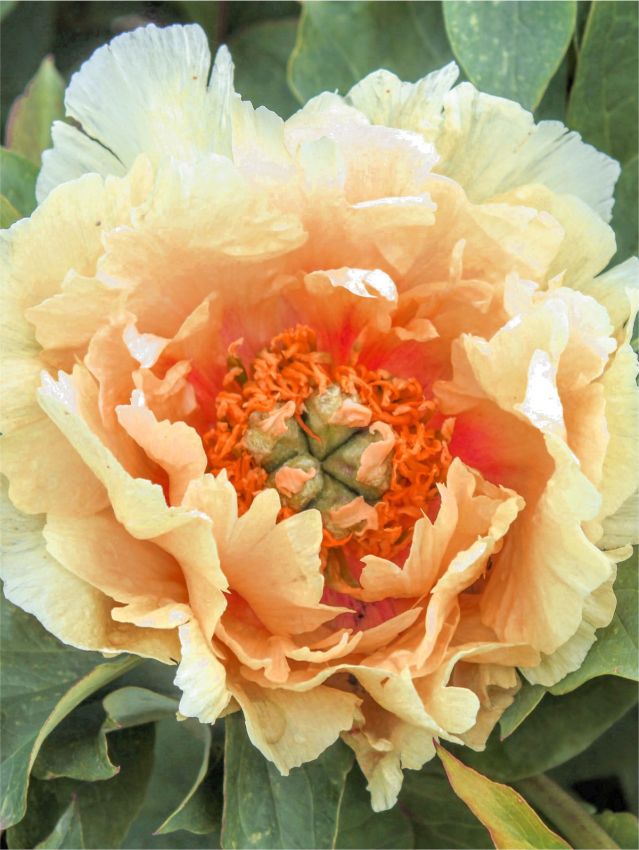 Pfingstrose Paeonia orange victory