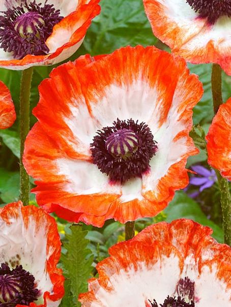 Mohn Papaver picotee