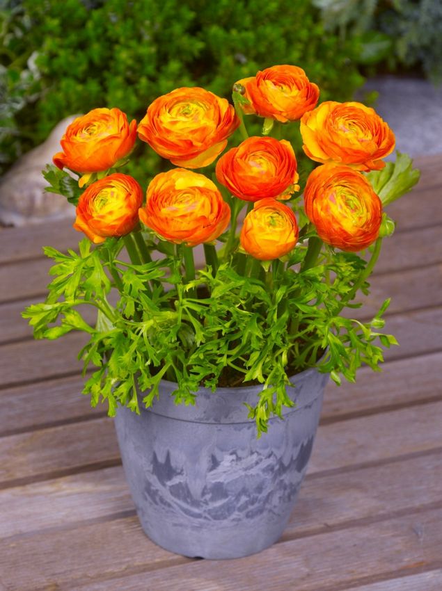 Ranunkel 'Ranunculus Orange' - 100 Stück