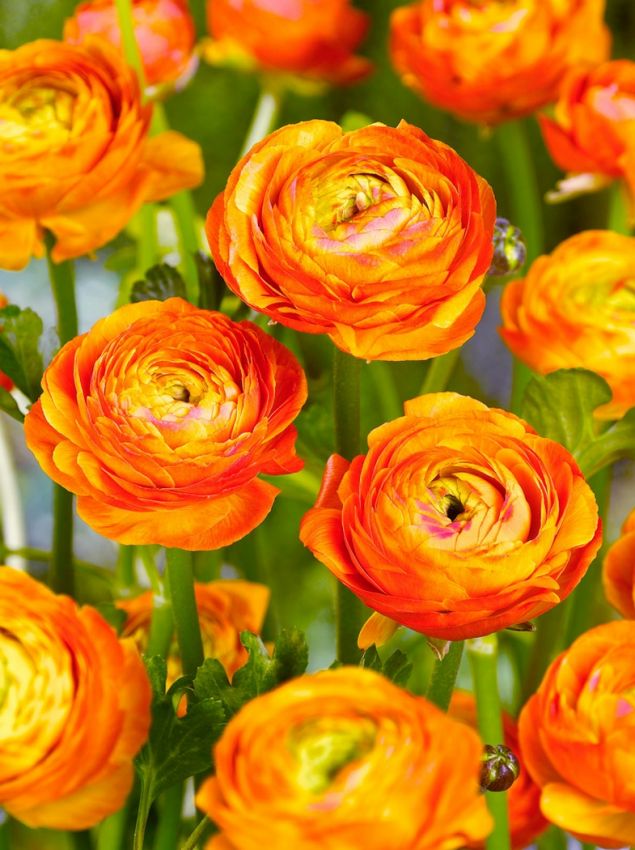 Ranunkel 'Ranunculus Orange' - 100 Stück