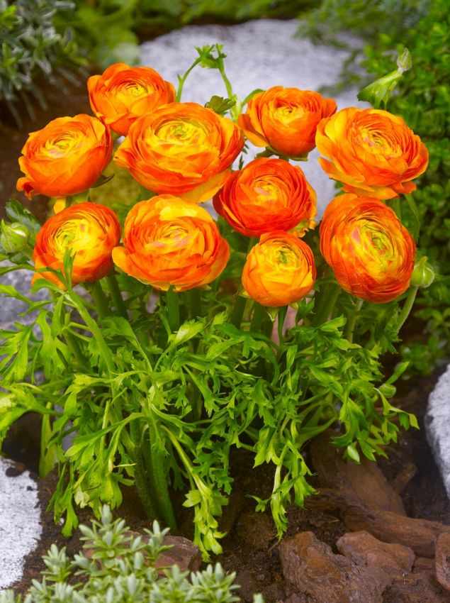 Ranunkel 'Ranunculus Orange' - 100 Stück