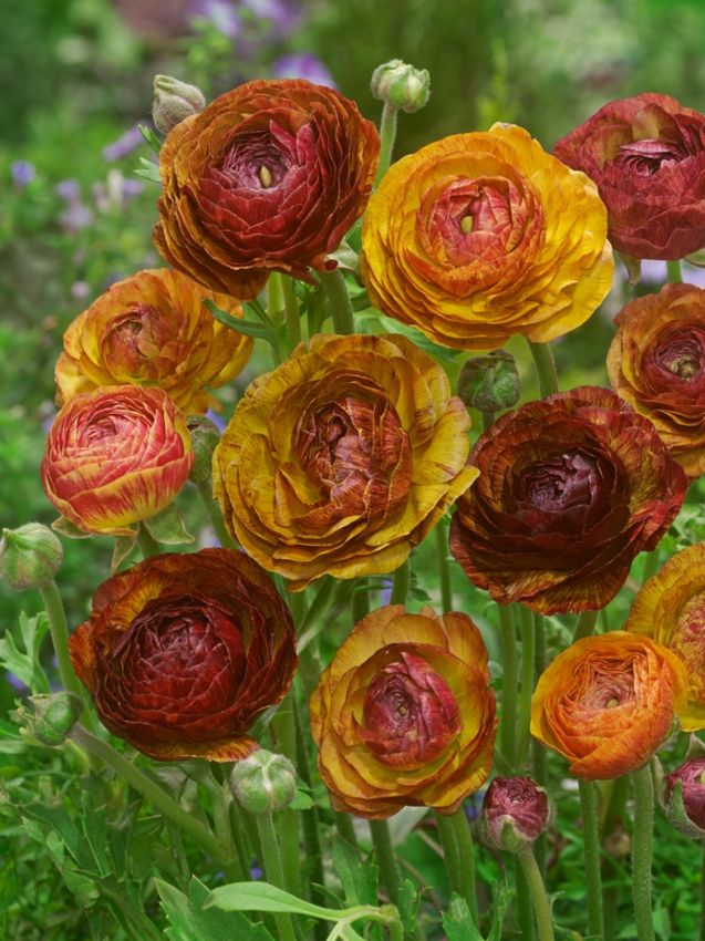 Ranunkel Ranunculus picotee café