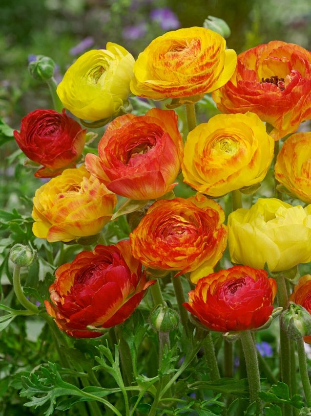 Ranunkel Ranunculus picotee orange