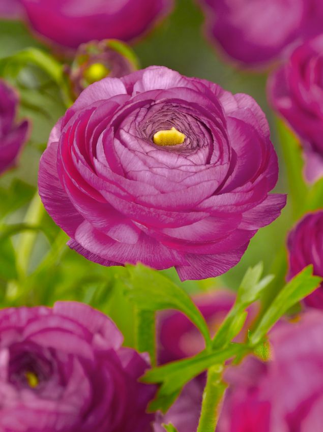 Ranunculus 'Ranunculus Lila' - Ranunkel