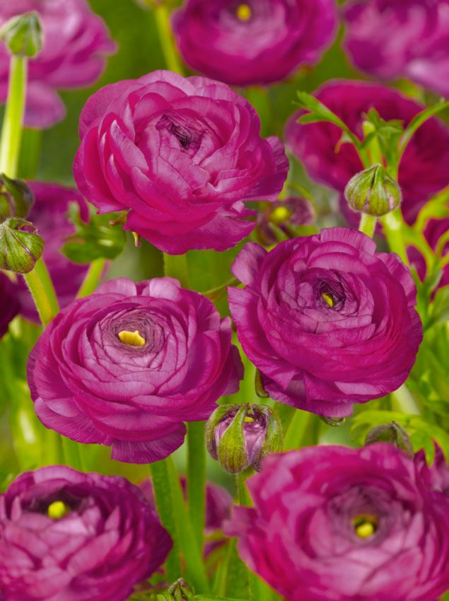 Ranunculus 'Ranunculus Lila' - Ranunkel