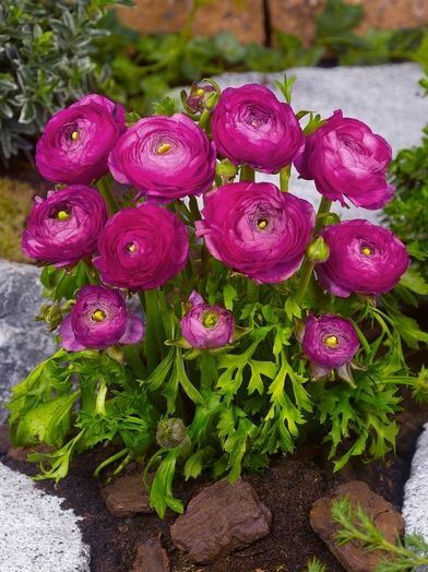 Ranunculus 'Ranunculus Lila' - Ranunkel