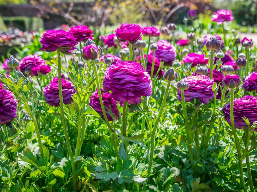 Ranunculus 'Ranunculus Lila' - Ranunkel