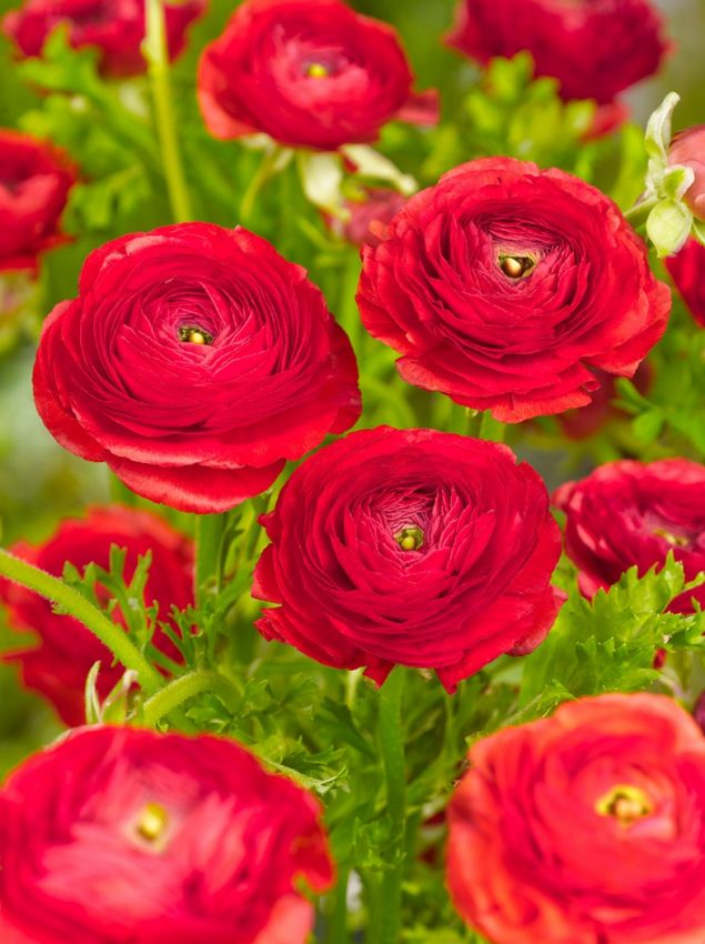 Ranunkel 'Ranunculus Red Tomer For Pot' - 100 Stück