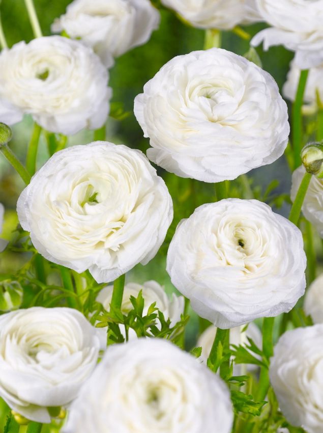 Ranunkel 'Ranunculus White' - 50 Stück