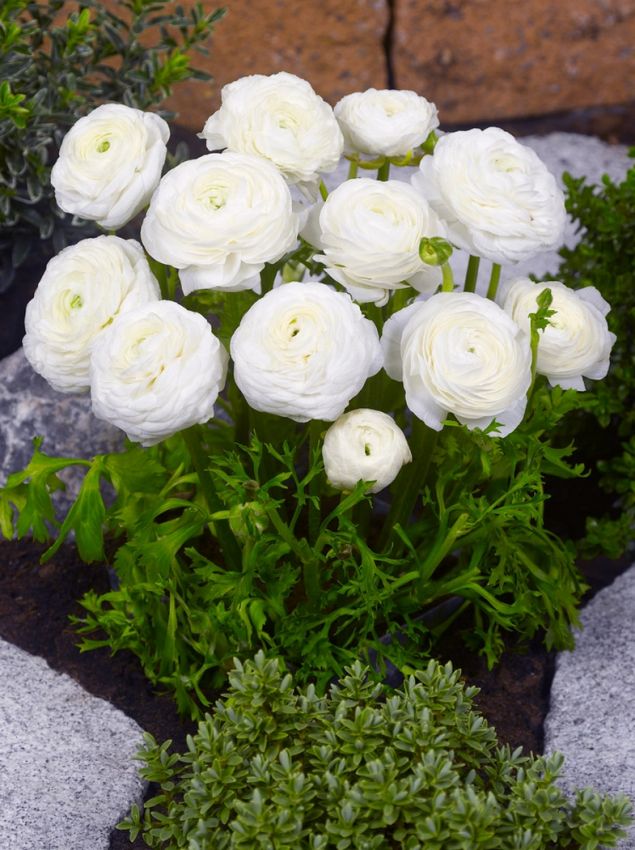Ranunkel 'Ranunculus White' - 50 Stück