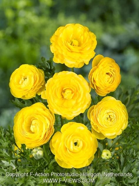 Ranunculus 'Ranunculus Yellow Tomer For Pot' - Ranunkel