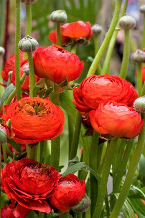 Ranunkel 'Ranunculus Red' - 100 Stück