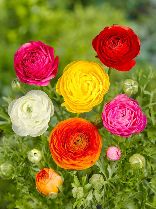 Ranunkel 'Ranunculus Mischung' - 100 Stück
