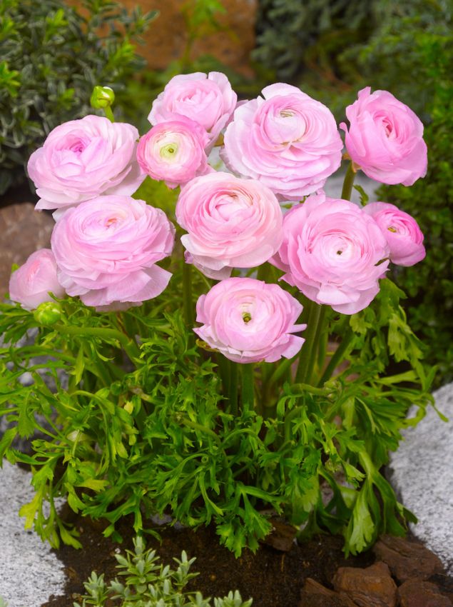 Ranunkel 'Ranunculus Pink' - 100 Stück