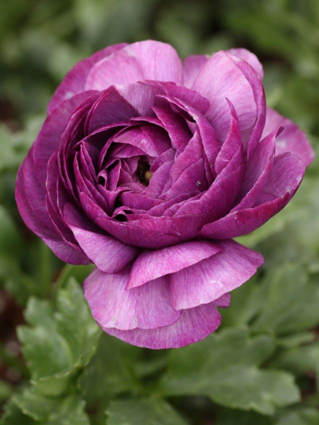 Ranunkel Ranunculus lila