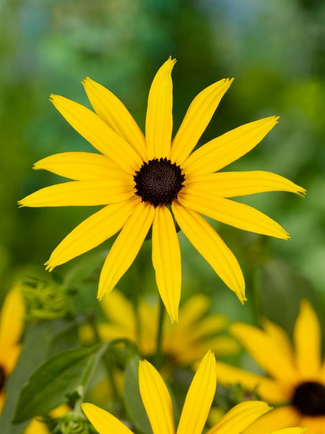 Sonnenhut Rudbeckia goldsturm fulgida