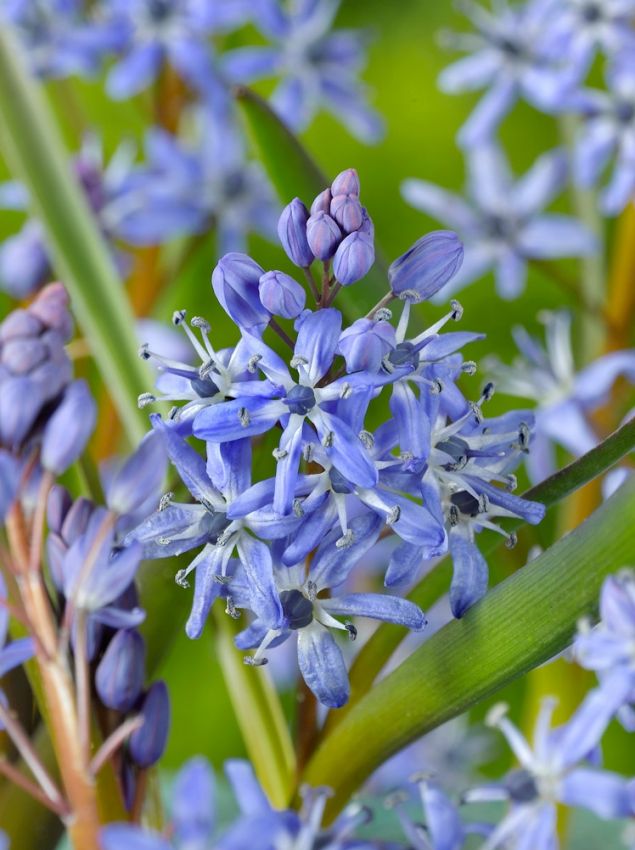 Scilla 'Scilla Bifolia Blue' - Blauster