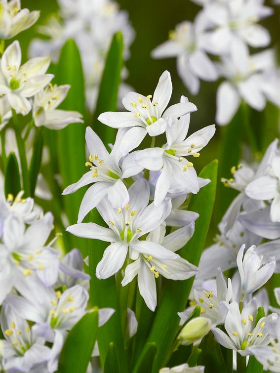Scilla 'Scilla Mischtschenkoa' - Blauster