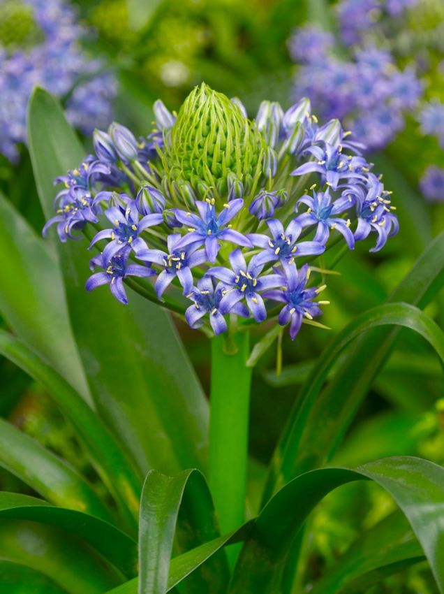 Blaustern Scilla peruviana
