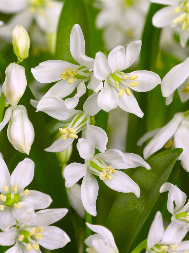 Scilla 'Scilla Siberica Alba' - Blauster