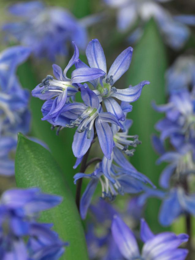 Scilla 'Scilla Siberica' - Blauster