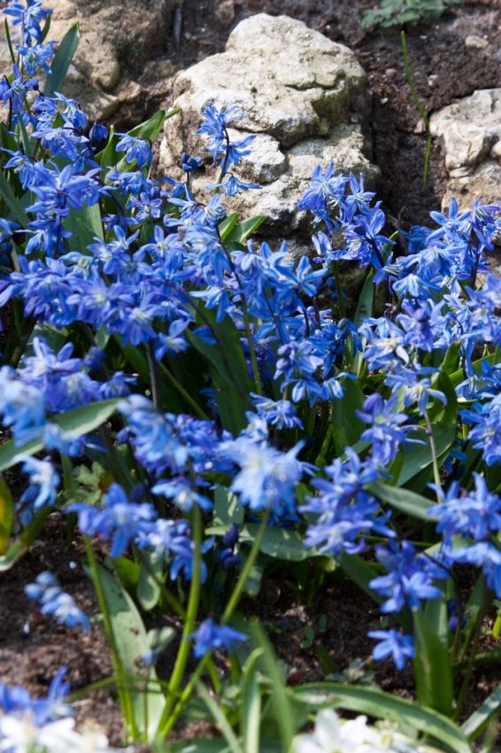 Scilla 'Scilla Siberica' - Blauster