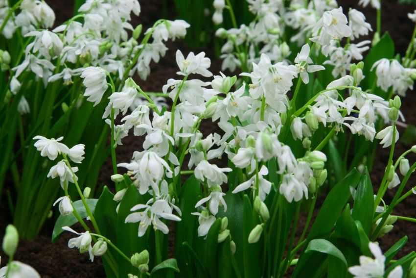 Scilla 'Scilla Siberica Alba' - Blauster