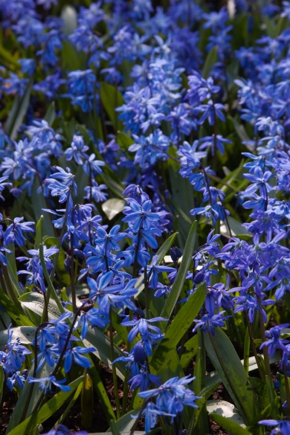 Scilla 'Scilla Siberica' - Blauster