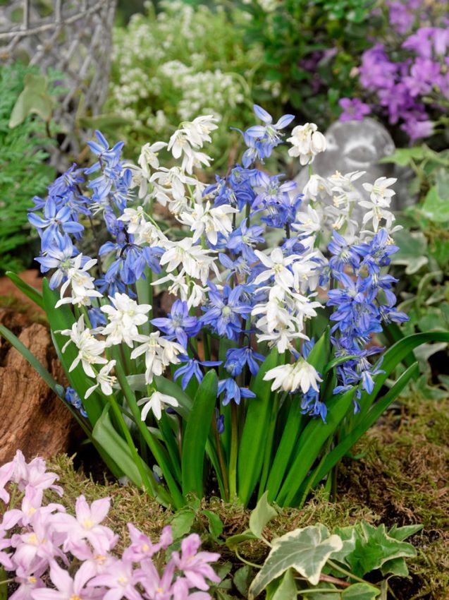 Scilla 'Scilla Siberica' - Blauster