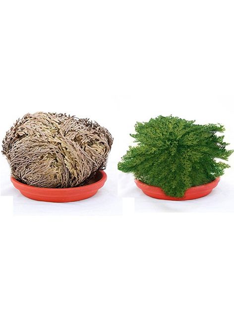 Selaginella lepidophylla - 10 Stück