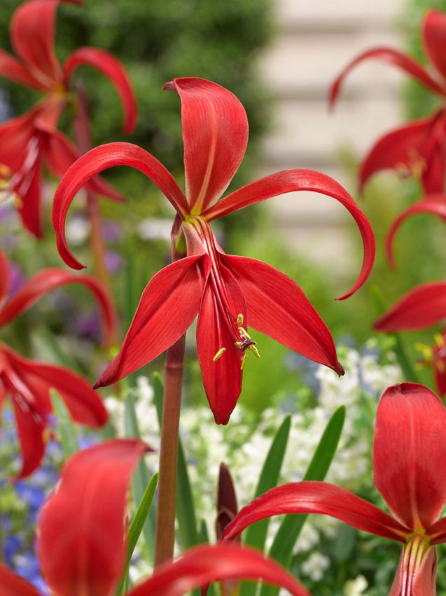 Sprekelia 'Formosissima' - Jakobslilie