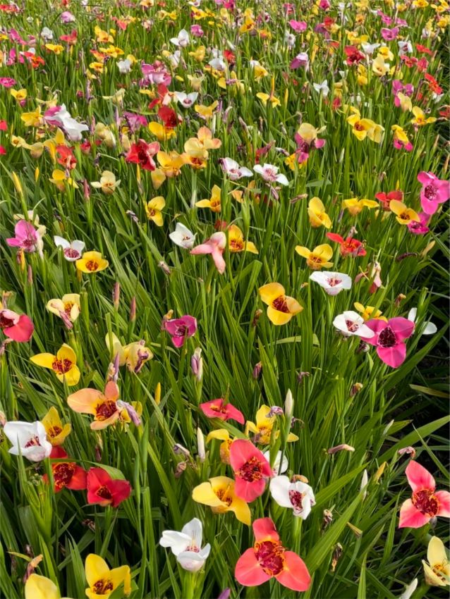 Tigridia 'Pavonia Mischung' - Tigerblume