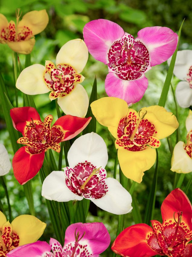Tigerblume Tigridia pavonia mischung