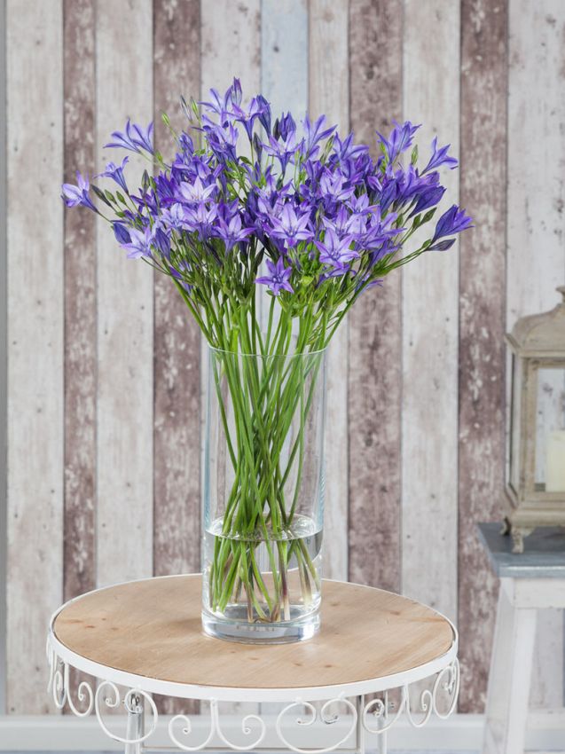 Triteleia 'Queen Fabiola' - 100 Stück