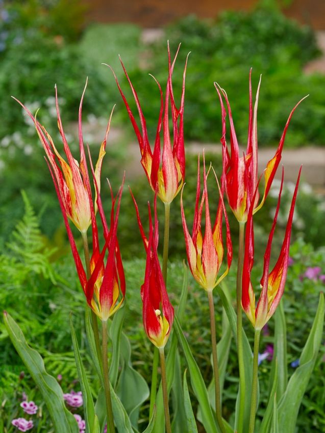Tulipa 'Acuminata' - Tulpe