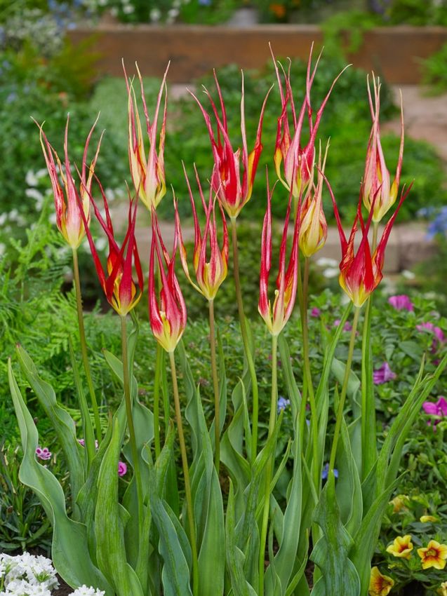 Tulipa 'Acuminata' - Tulpe