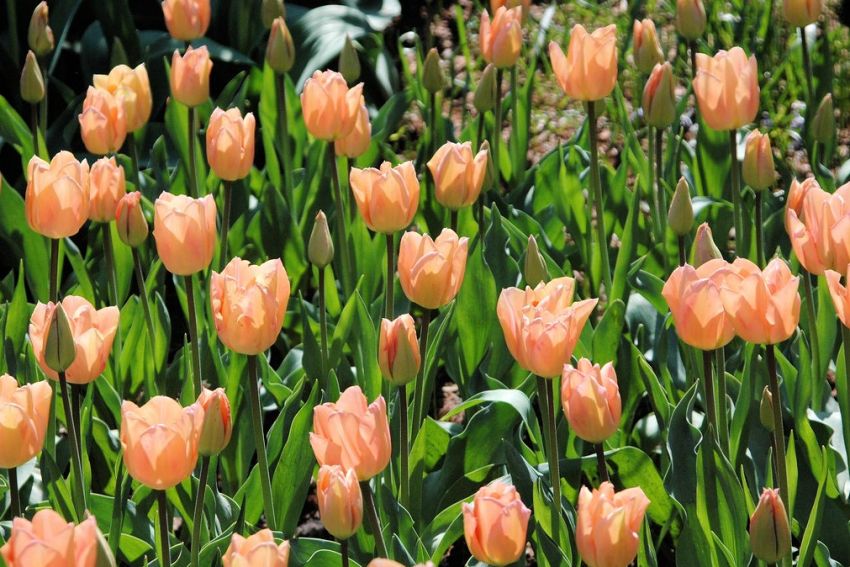 Tulpe 'Apricot Beauty' - 10 Stück