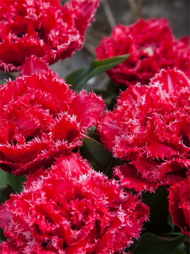 Tulipa 'Bendigo' - Tulpe