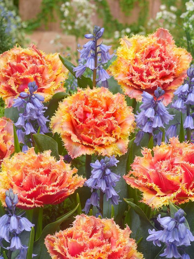 Tulpe 'Brisbane' - 15 Stück