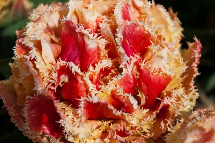 Tulpe 'Brisbane' - 15 Stück